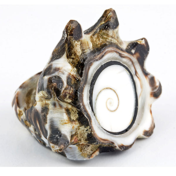 Conch Shell Ring - Shiva Eye