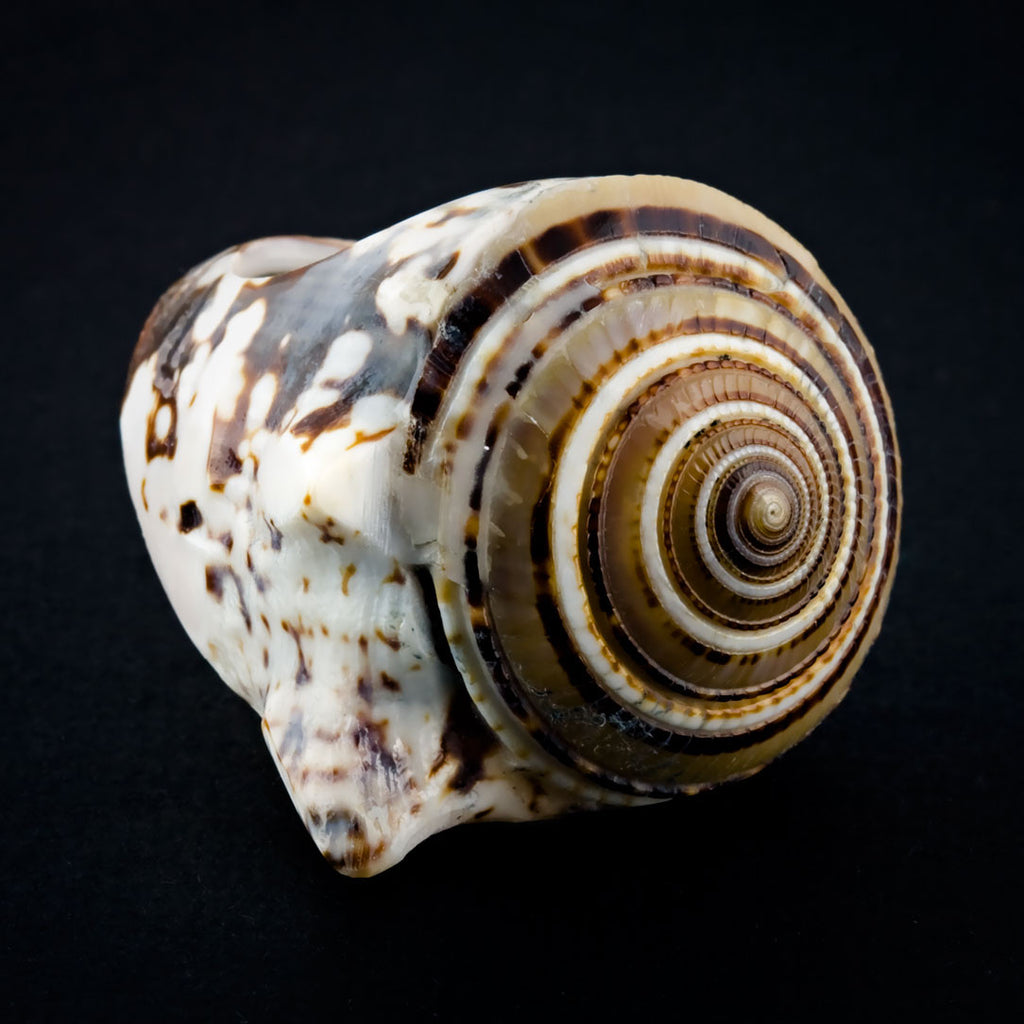 Conch Shell Ring - Sand Spiral