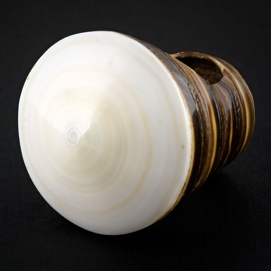 Sand Seashell Ring - White Spiral