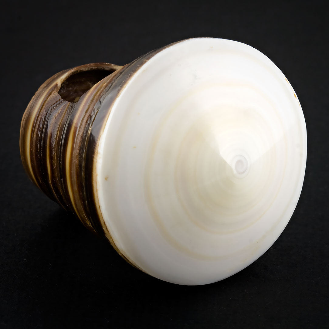 Sand Seashell Ring - White Spiral